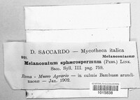 Apiospora sphaerosperma image